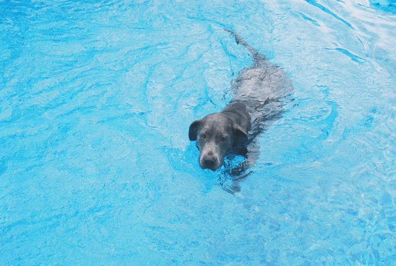 a dog swimming in the pool of some sort