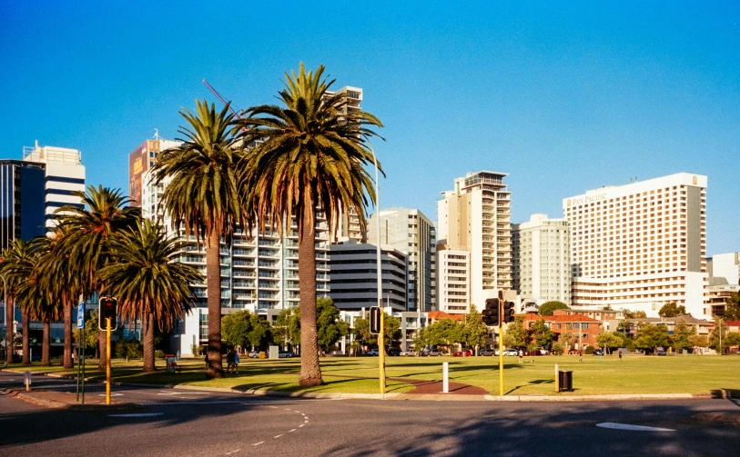 a city skyline with palm trees and tall buildings