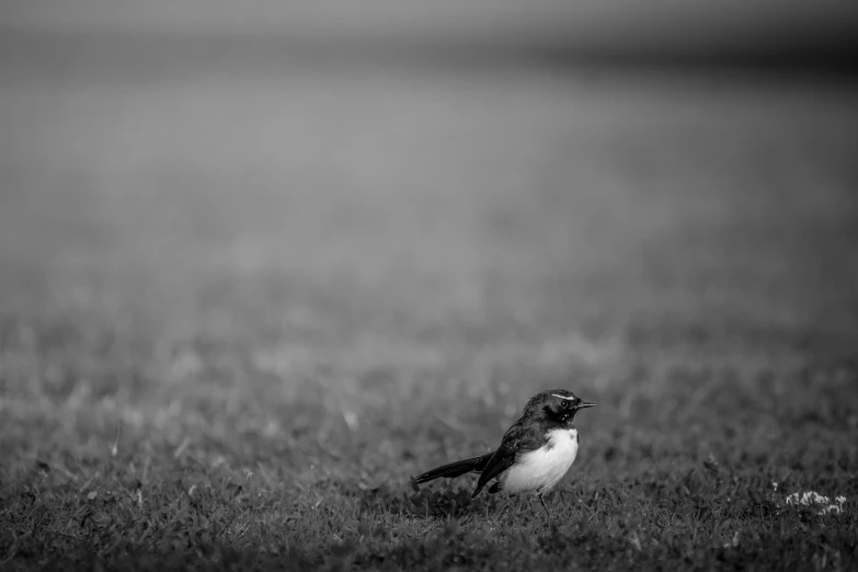 a small bird is sitting in a grassy field