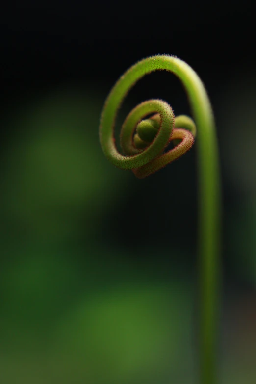 a closeup view of the end of a plant's stem