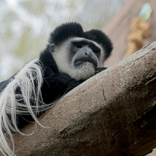 a animal in a tree with a very large tail