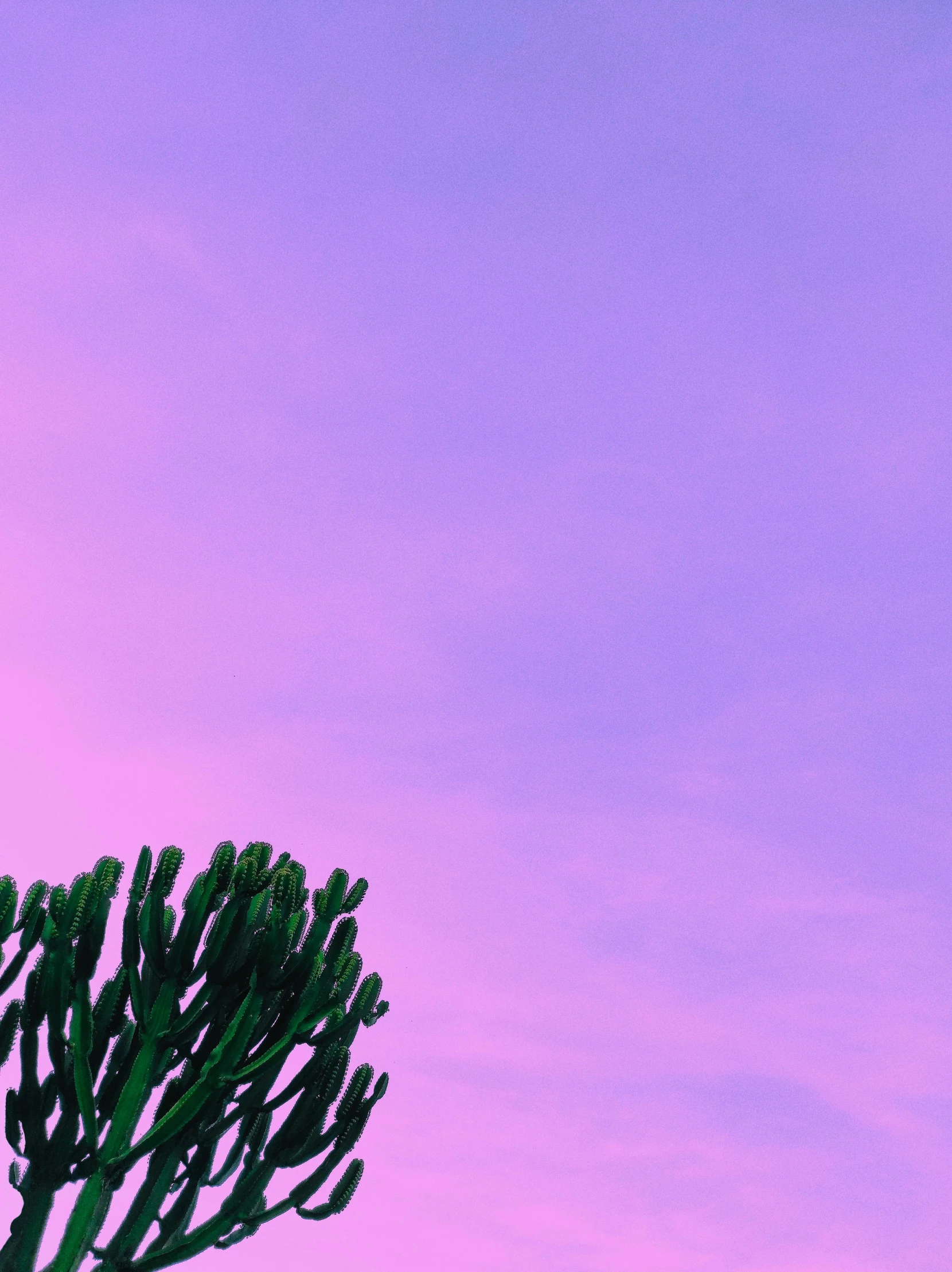 a very tall tree sitting below a purple sky