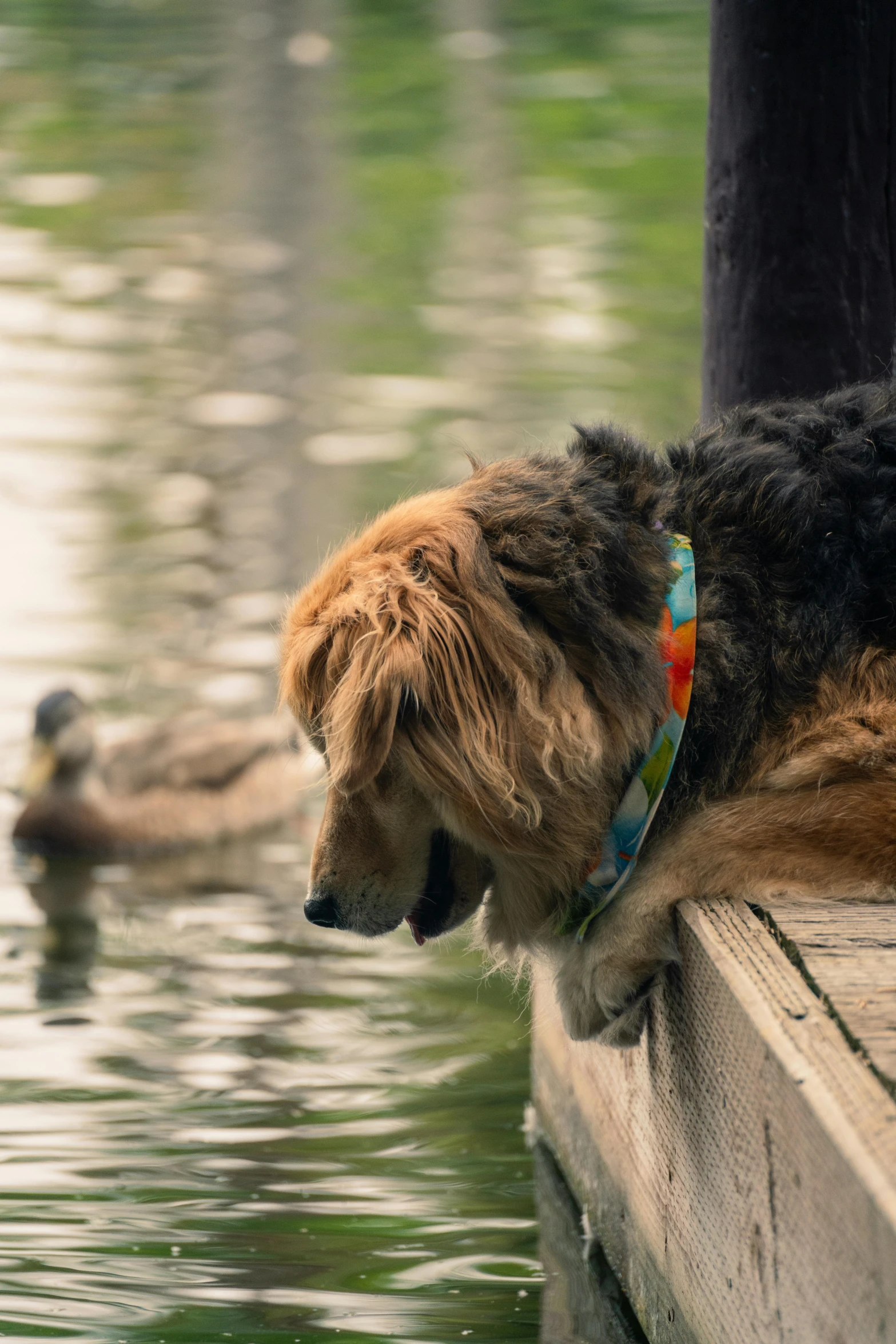 an adorable brown dog on leash next to water