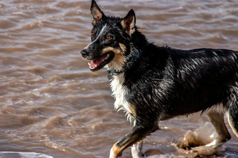 a dog walking through some brown and water