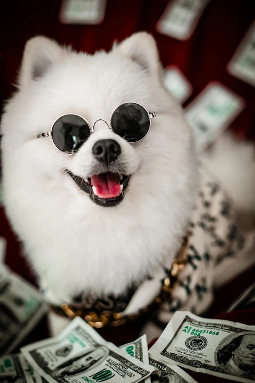 a dog in sunglasses and a tie with dollars