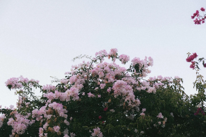 the top of a tree with lots of flowers