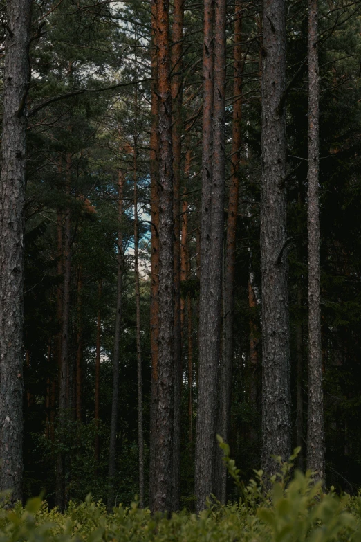 a number of trees in a forest with lots of foliage