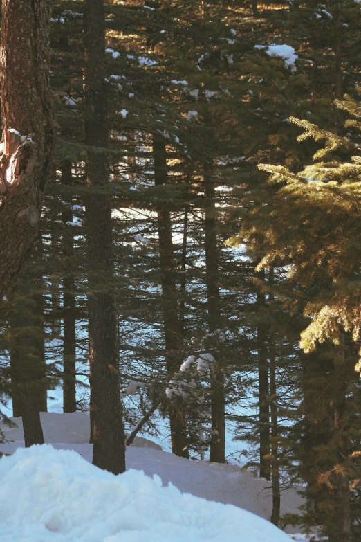 the person on skis stands near many trees