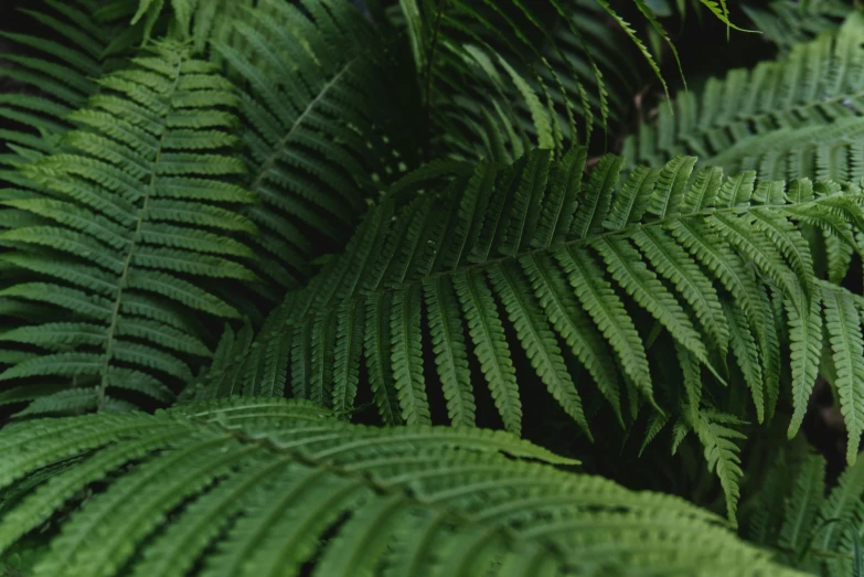 a very close up view of the plant