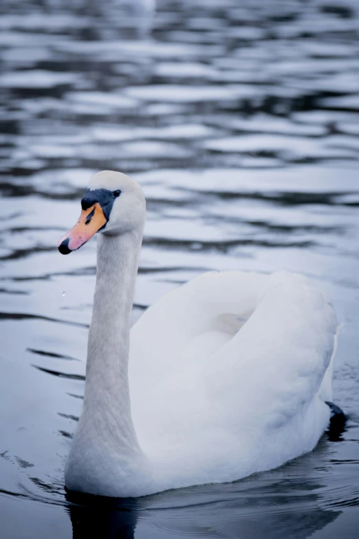 a white swan swimming in a large body of water