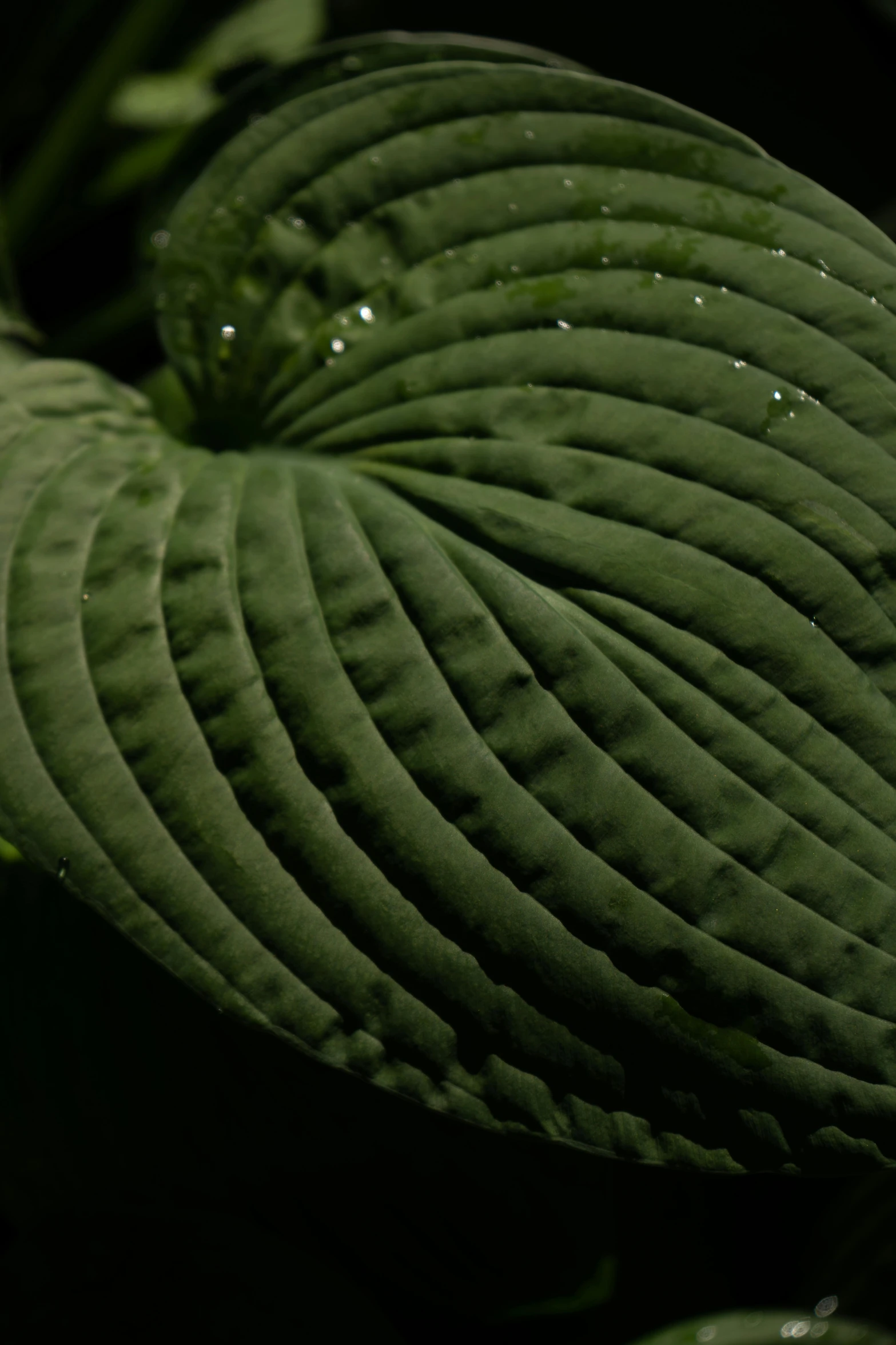 closeup of a plant with water droplets on it