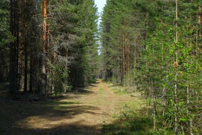 a dirt road in the woods lined with lots of trees