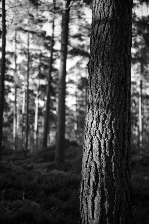 a po taken in a forest in black and white