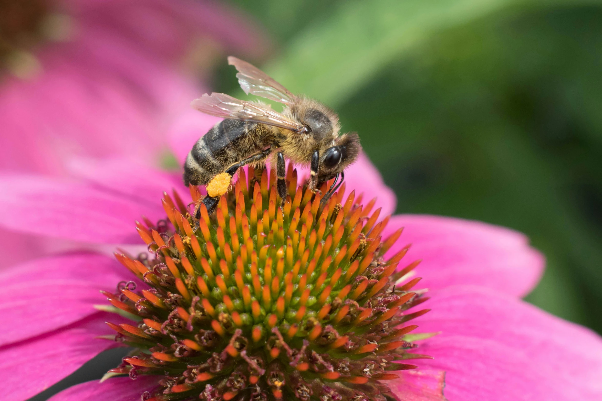 a bee flies on the top of a purple flower