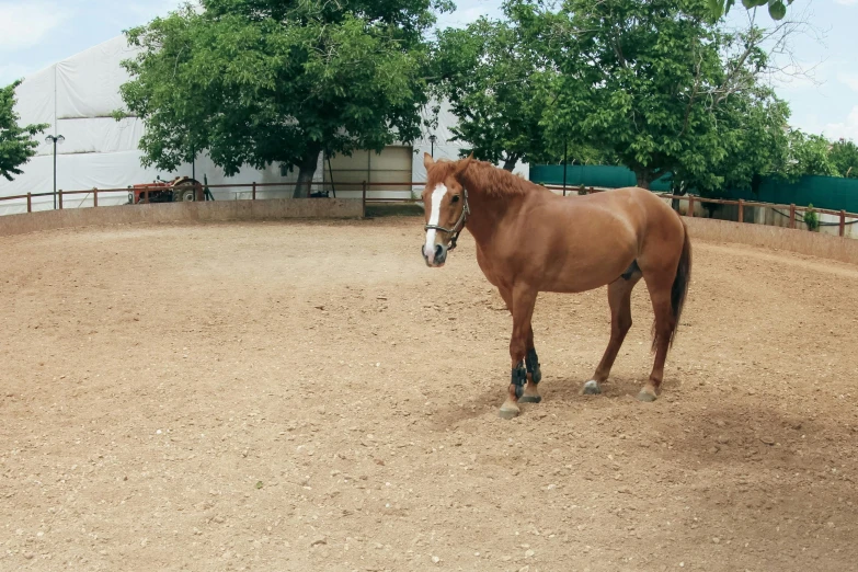 a brown horse standing on top of a dirt field