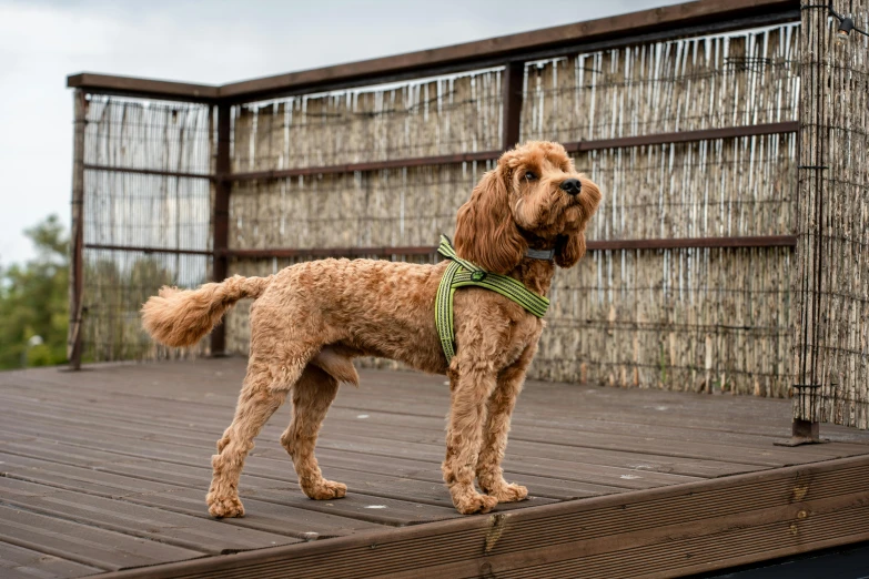 a brown dog wearing green and black leash stands on the deck with wood fence