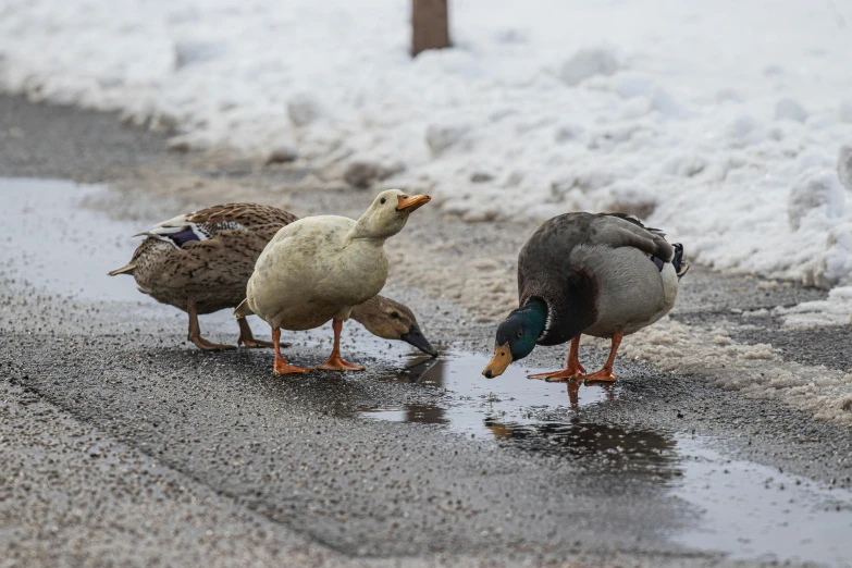 a bunch of ducks drinking water in the road