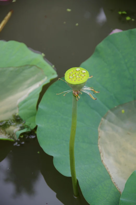 a green flower on a long stalk surrounded by green leaves