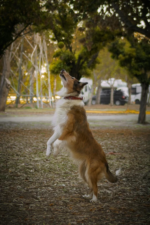 a dog leaps to grab a frisbee in the park