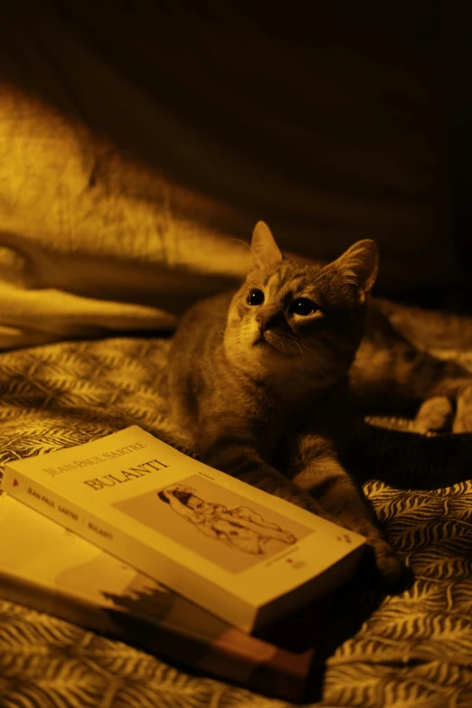 a cat is sitting on the bed with two books