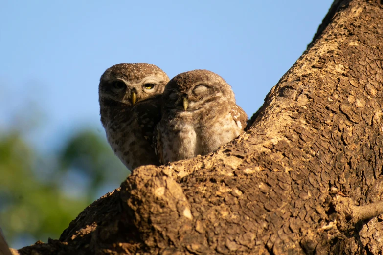 two little owls sitting next to each other in a tree