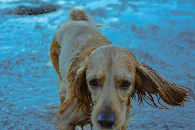 a wet dog on a wet beach with an umbrella