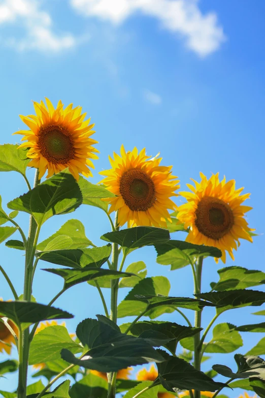 a field of sunflowers under a partly cloudy blue sky