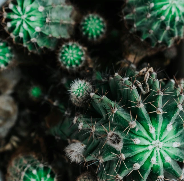 there are some green cactus plants growing together