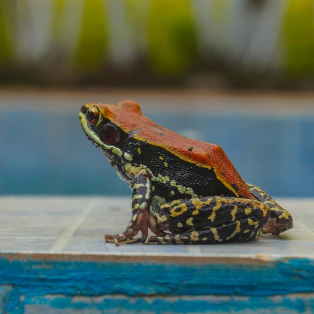 a small frog with an orange and black spot