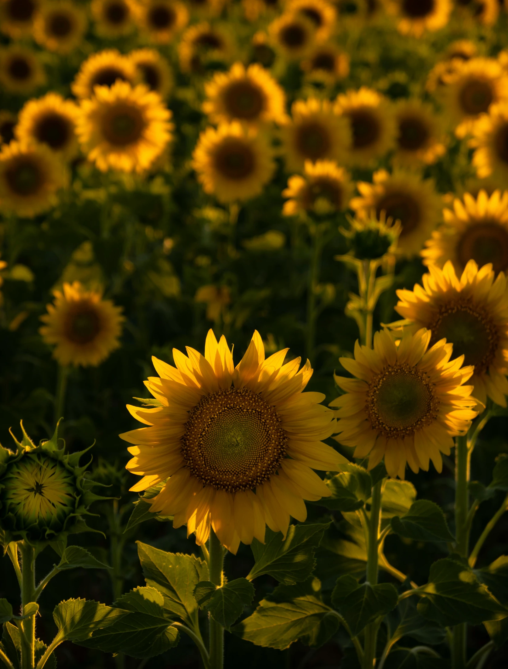 a field of sunflowers that are on the ground