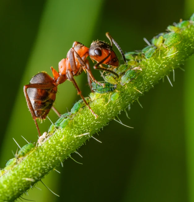 two bugs mating on a nch with green grass