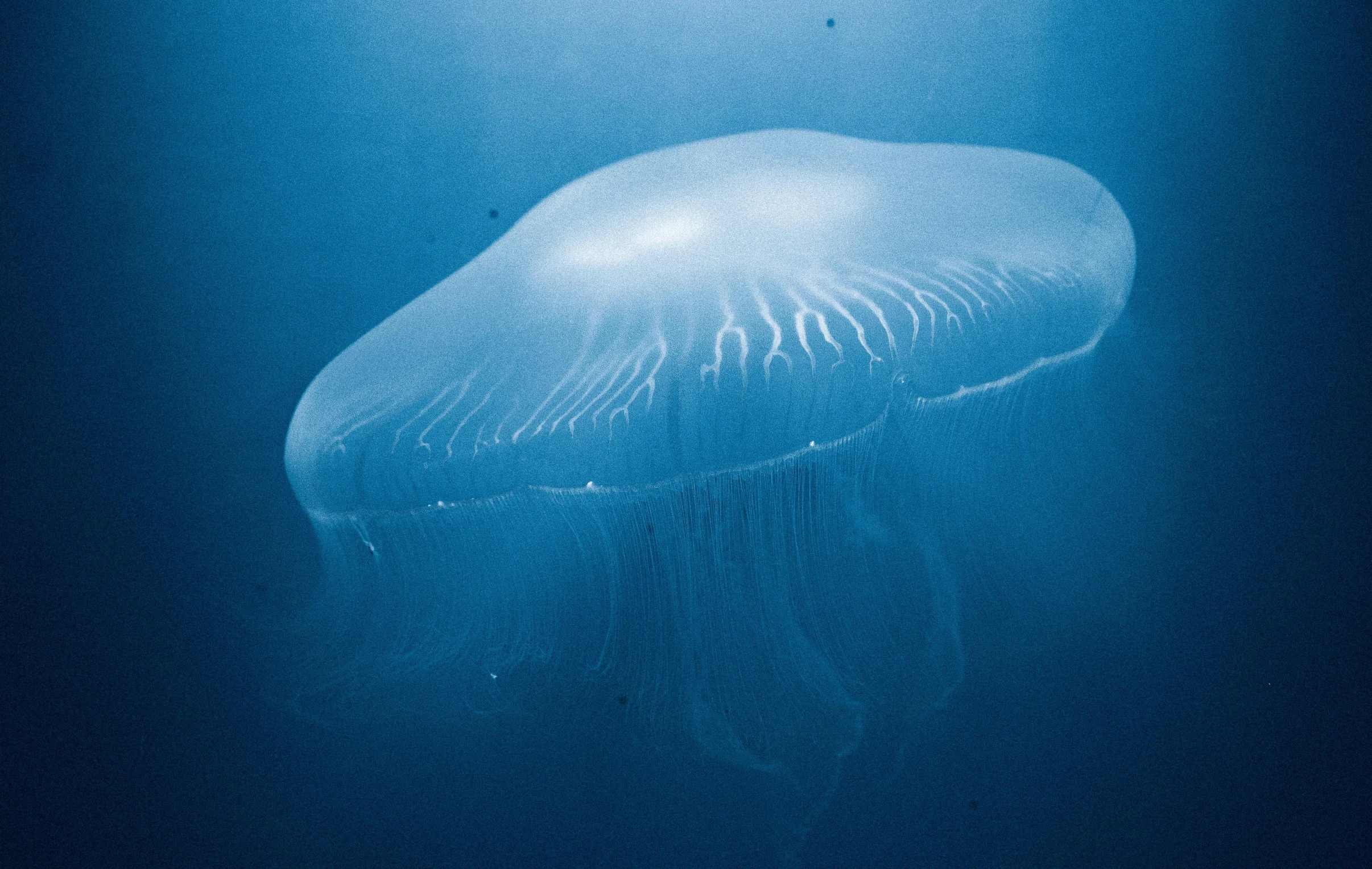 a clear jellyfish floating in the deep blue water