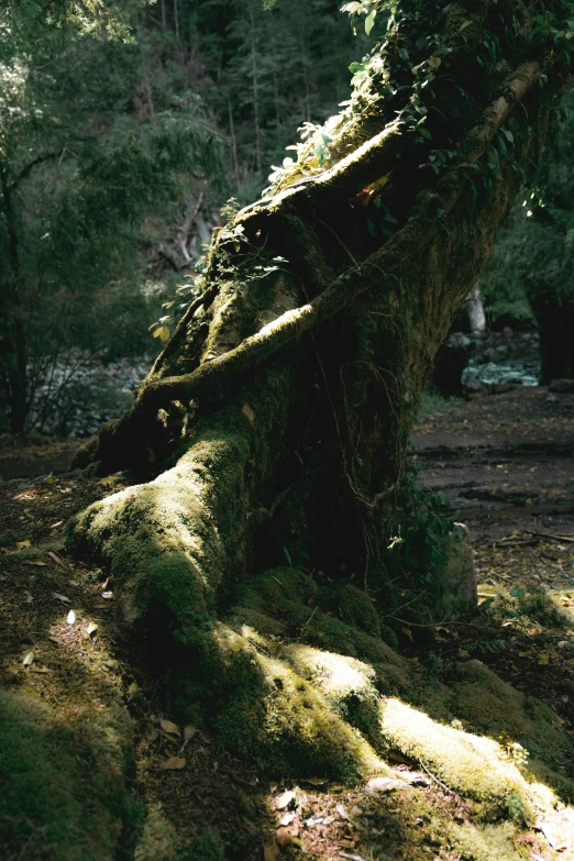 a fallen tree is covered in moss near the ground