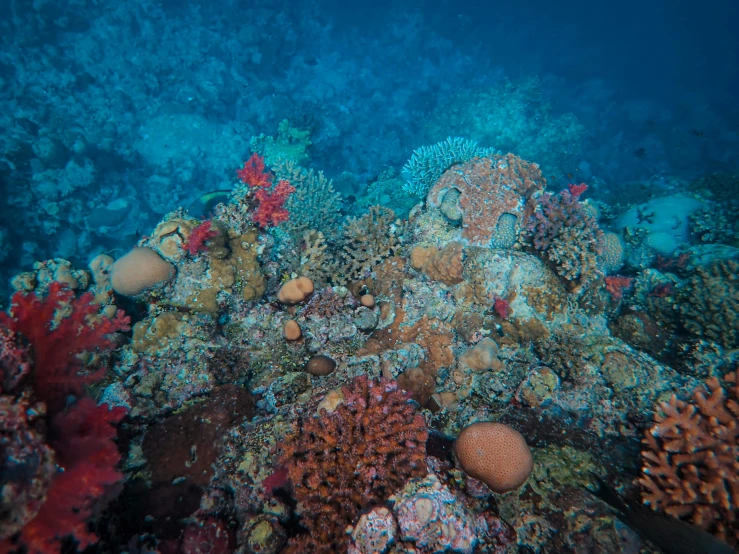 this colorful and vint coral reef is found off of the coast