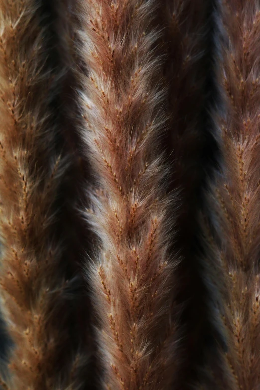 an image of very furry animal fur