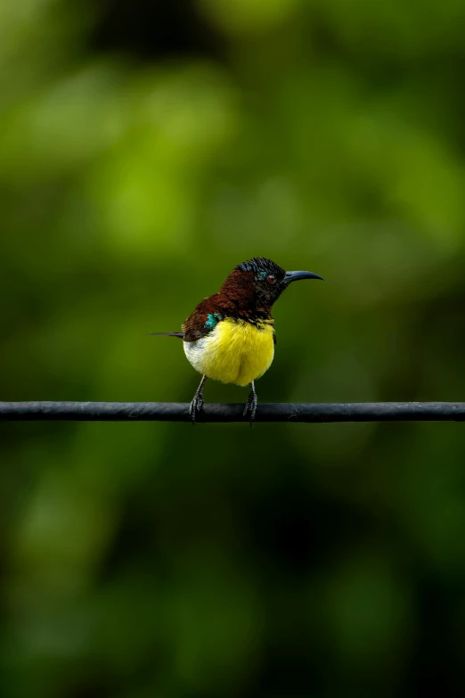 a small bird is perched on a rope