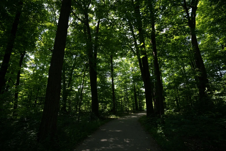 a path winds through the woods in the shade