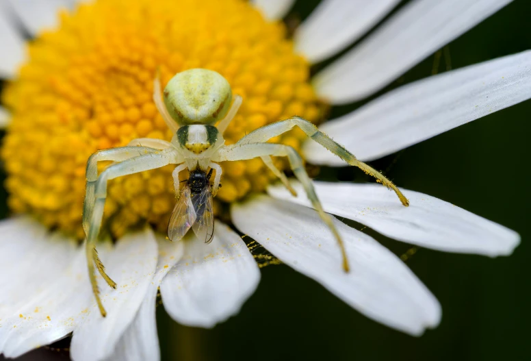 a white and yellow flower with a spider on it