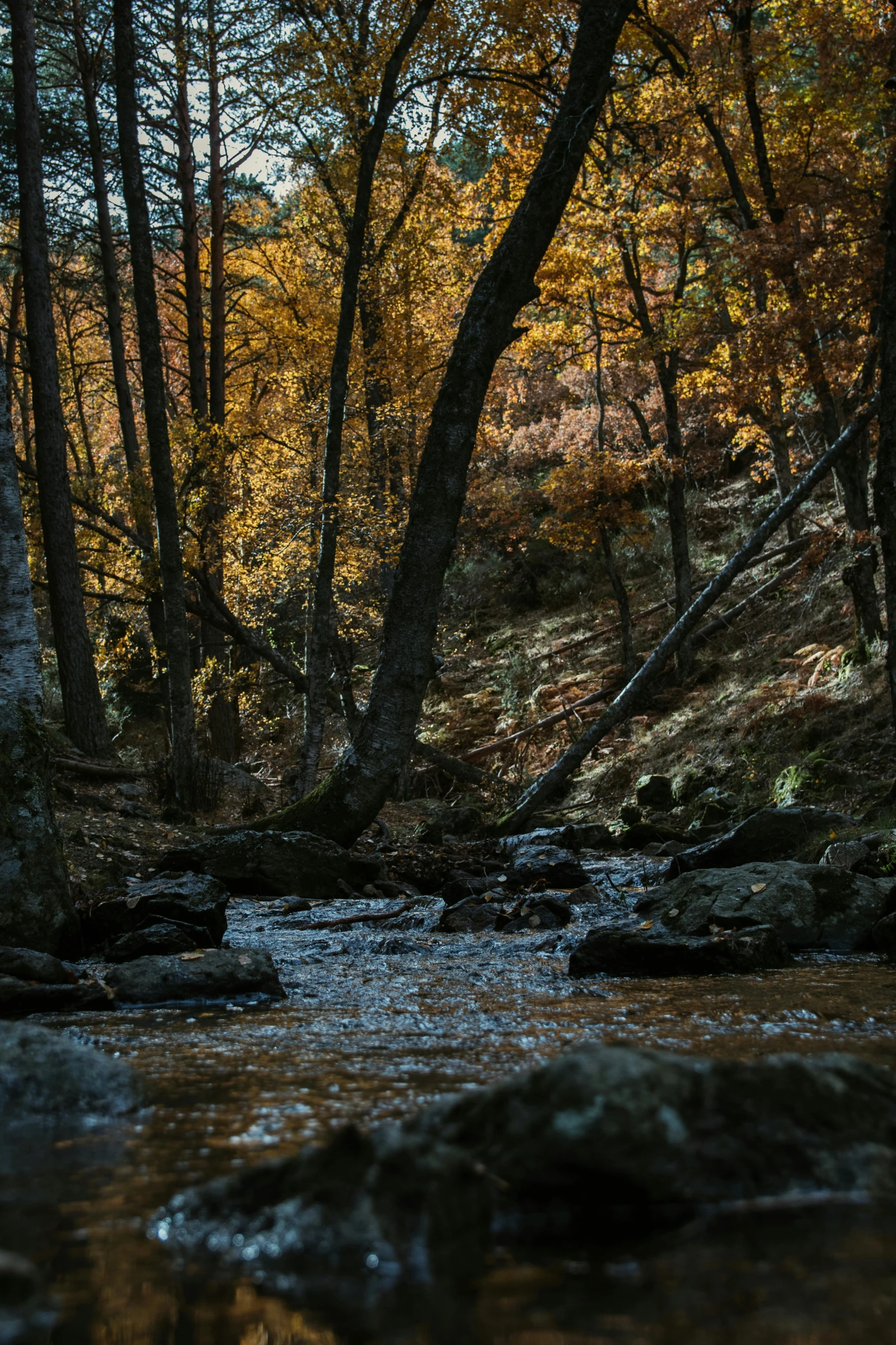 a small stream in the woods with a red umbrella