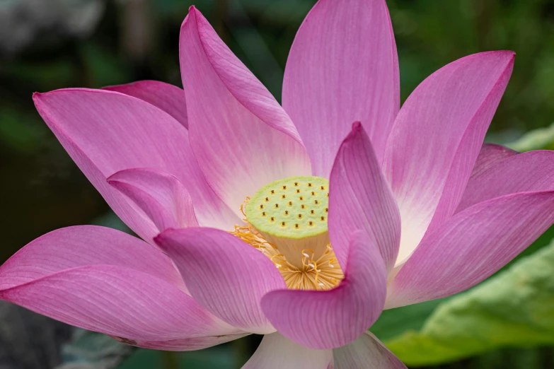 a flower that is in the water with a green background