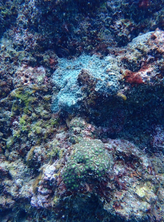 colorful corals and seaweed are seen here in the water