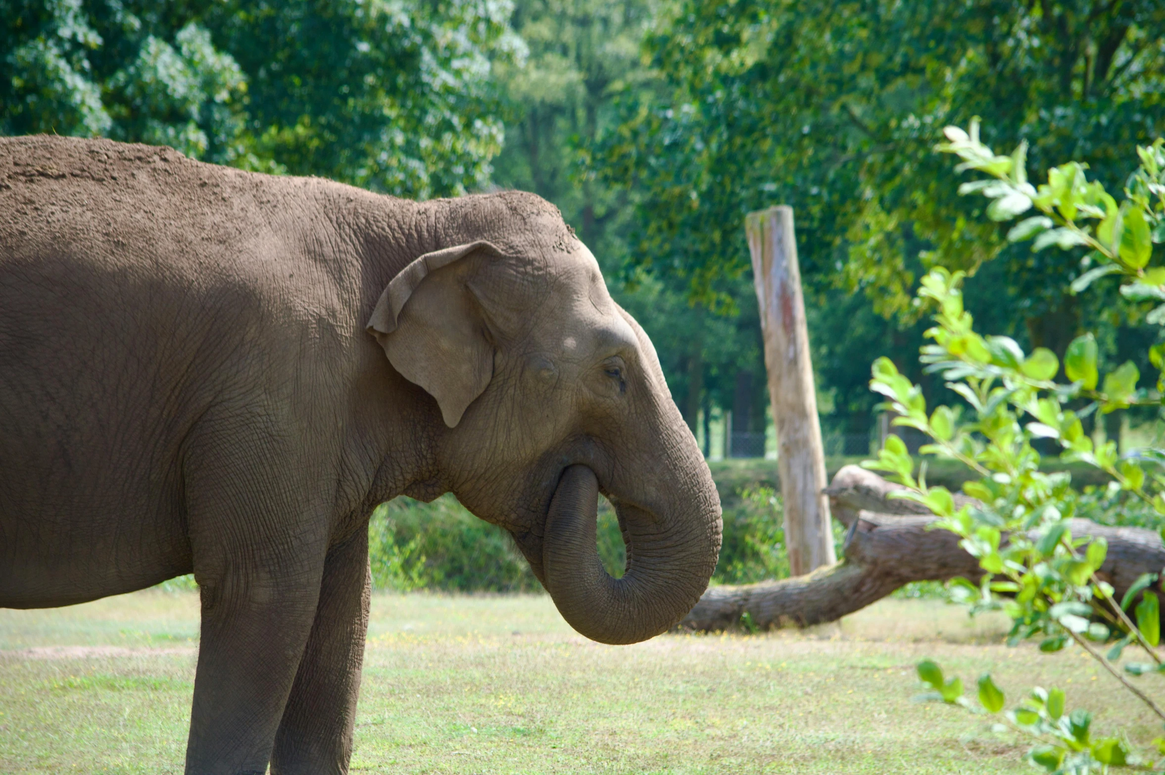 an elephant looking over a wooden fence in an open area