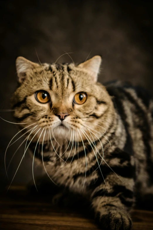 a striped cat staring at the camera