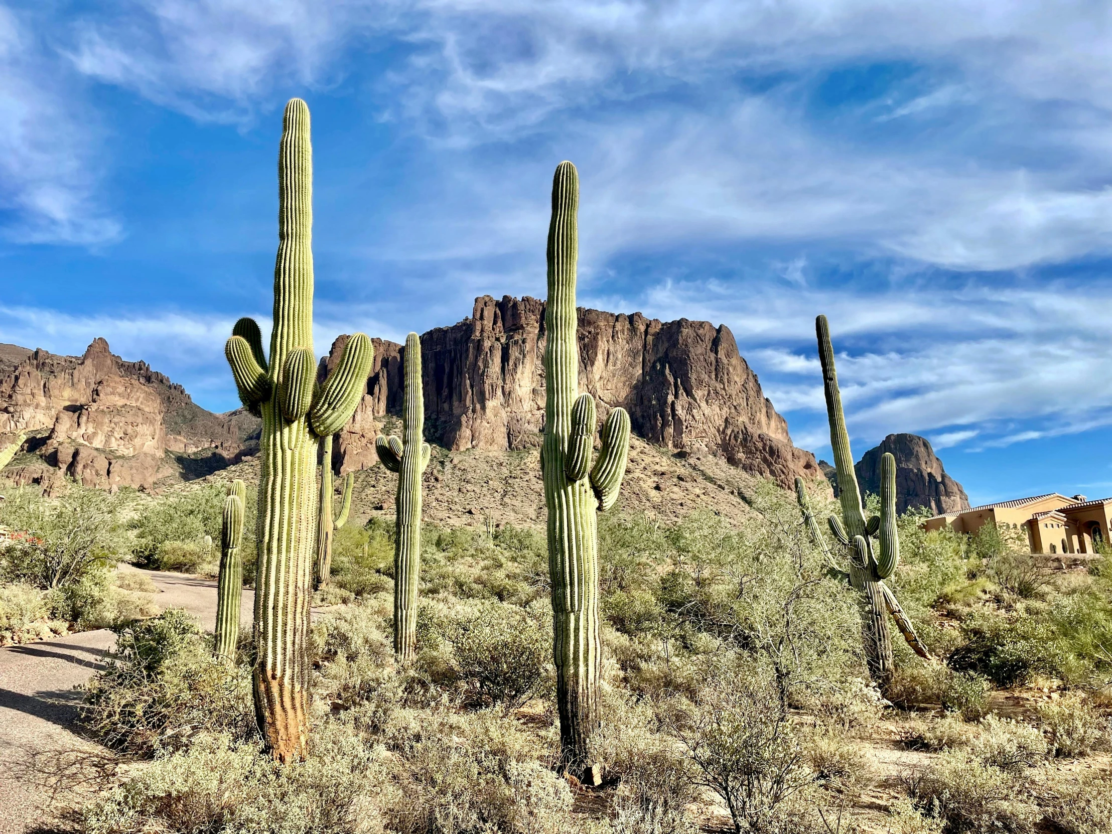 the cactus area has an extremely large tree near it