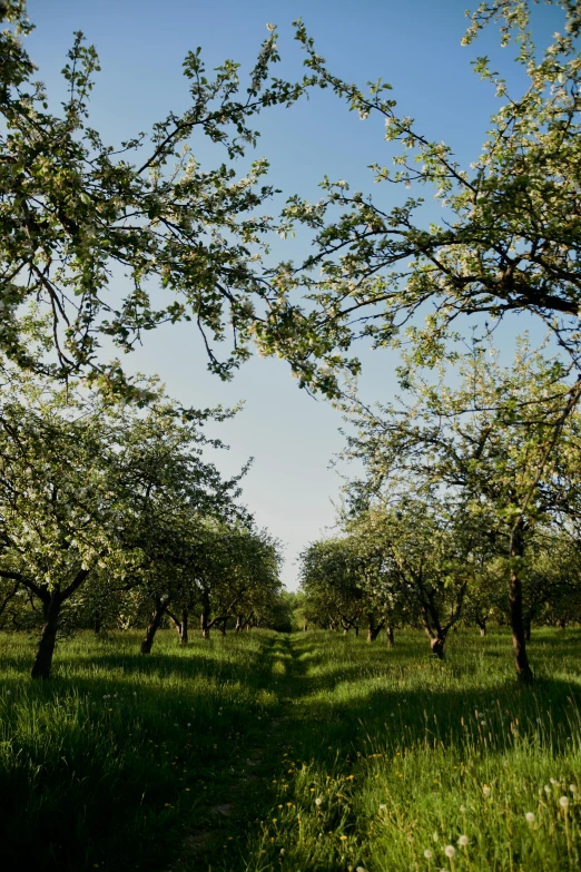 an orchard with green grass and lots of trees