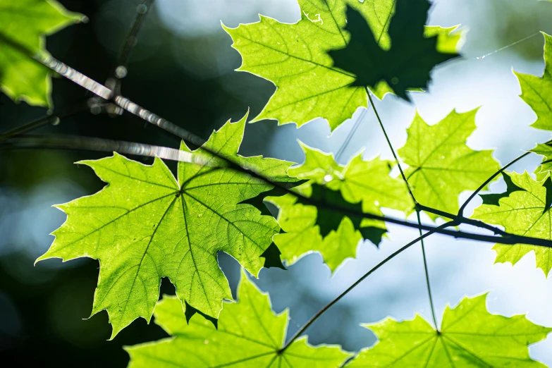 a leafy nch that has green leaves on it