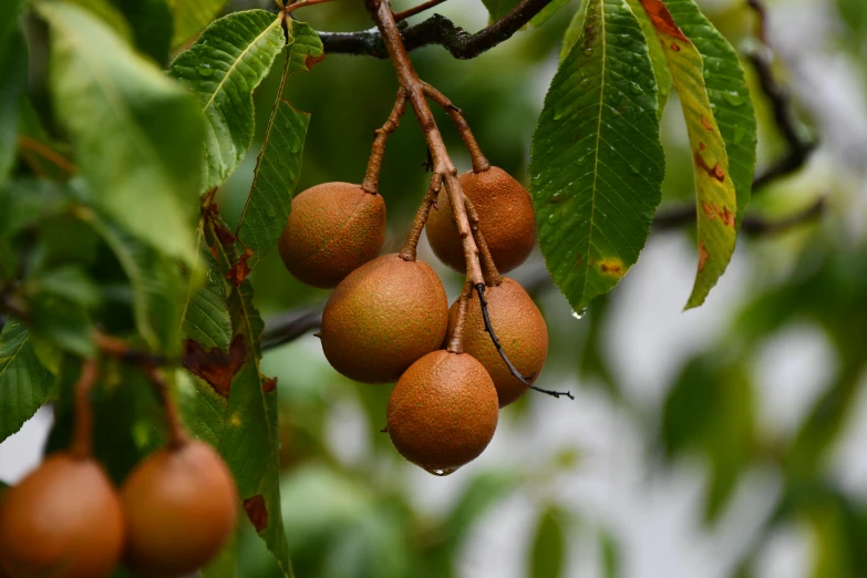 fruit hanging on a nch with leaves