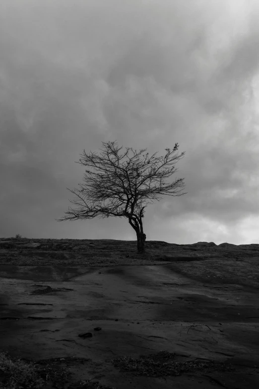 lone tree stands in black and white while a gray sky looms over it