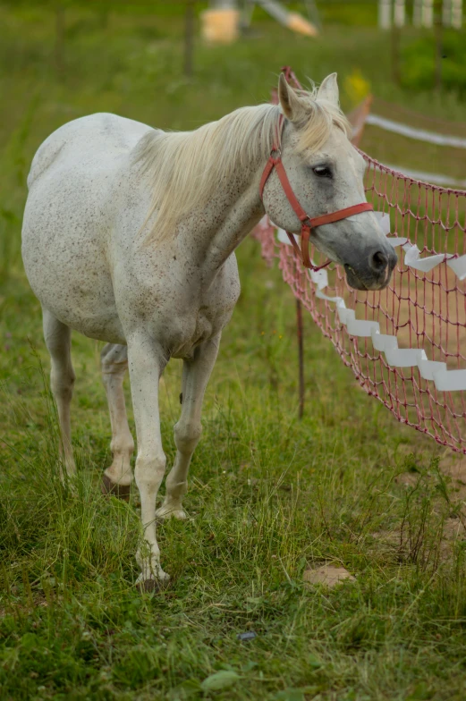 a white horse is standing by some fence