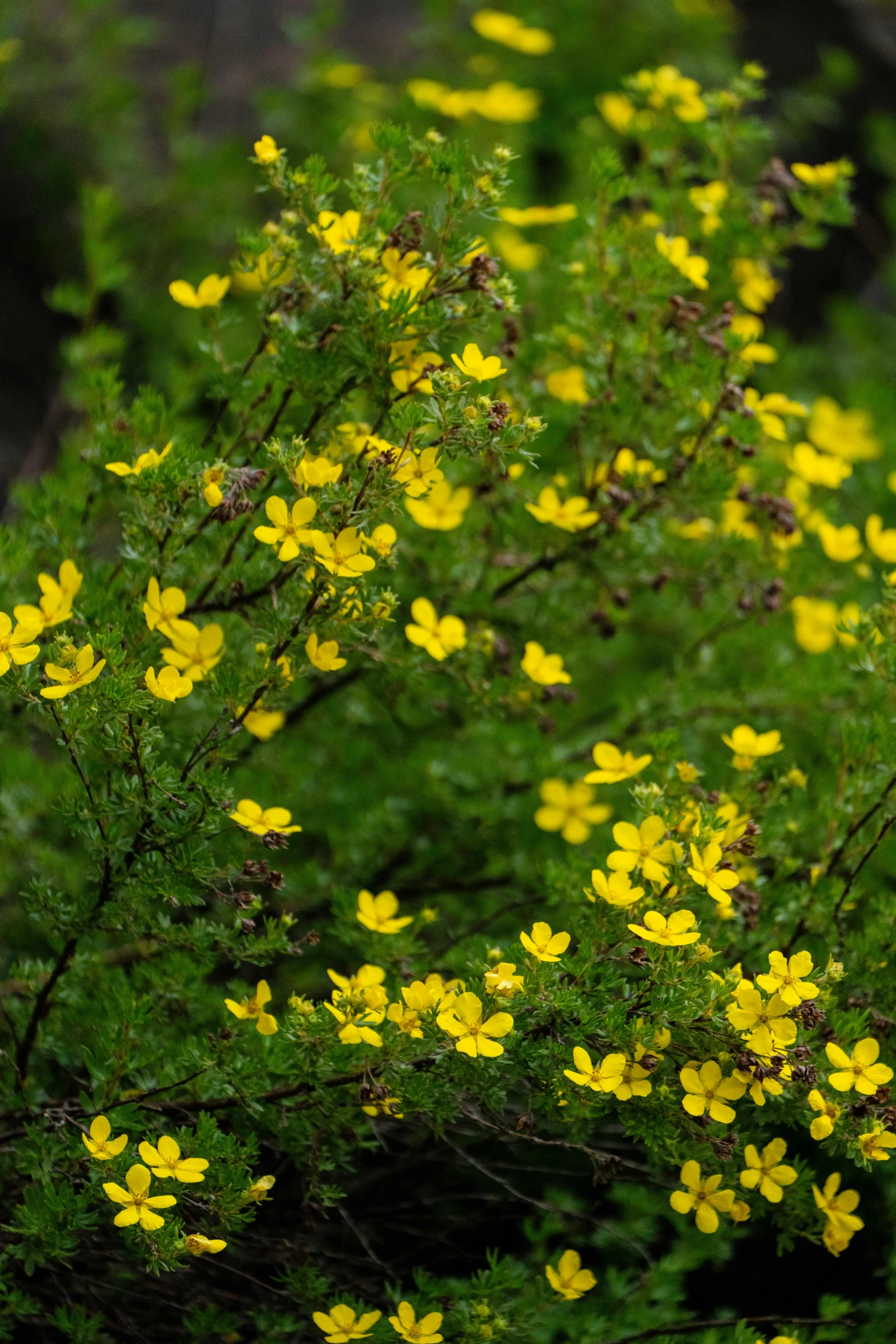 some yellow flowers are in the foreground